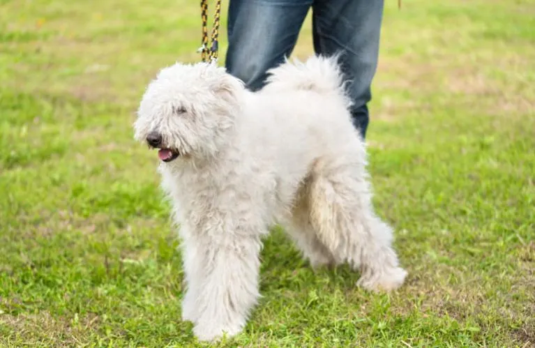 Komondor kutya