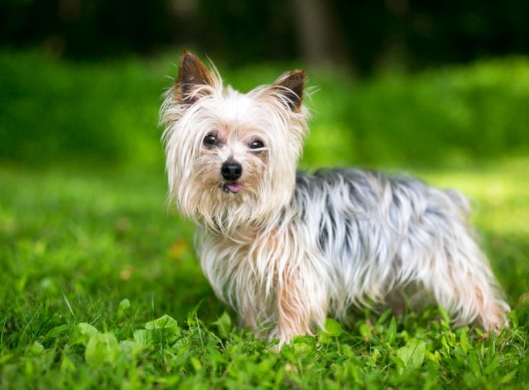 Yorkshire Terrier, yorki kutya, yorkie kutya