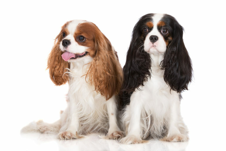 cavalier king charles spániel, spániel kutya