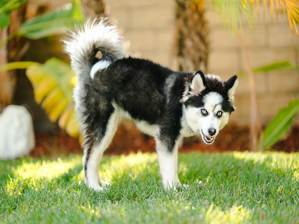 Pomsky Puppy on the Grass pomsky Hund im grass