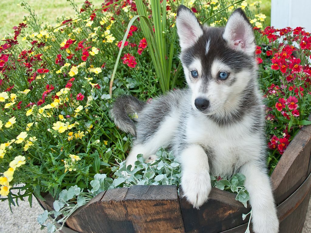 Pomsky Puppy pomsky welpe