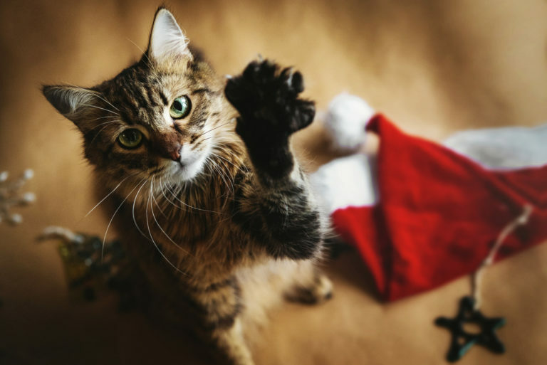 Karácsony macskával Tippek a biztonságos ünnepléshez