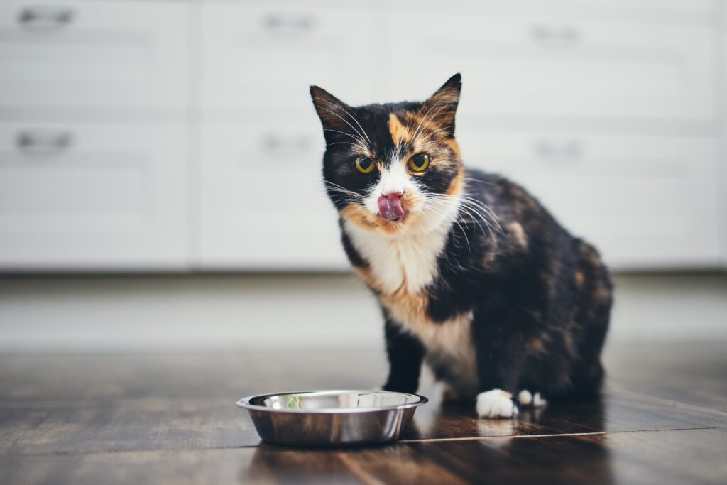 Hungry cat at home kitchen allergie bei katze