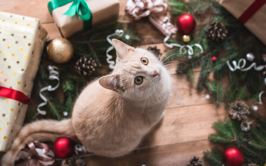 Red cat with christmas decoration. katze tannenbaum