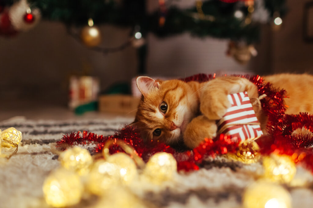 Ginger cat playing with garland and gift box under Christmas tree. Christmas and New year concept rote Katze spielt mit Weihnachtsgeschenk