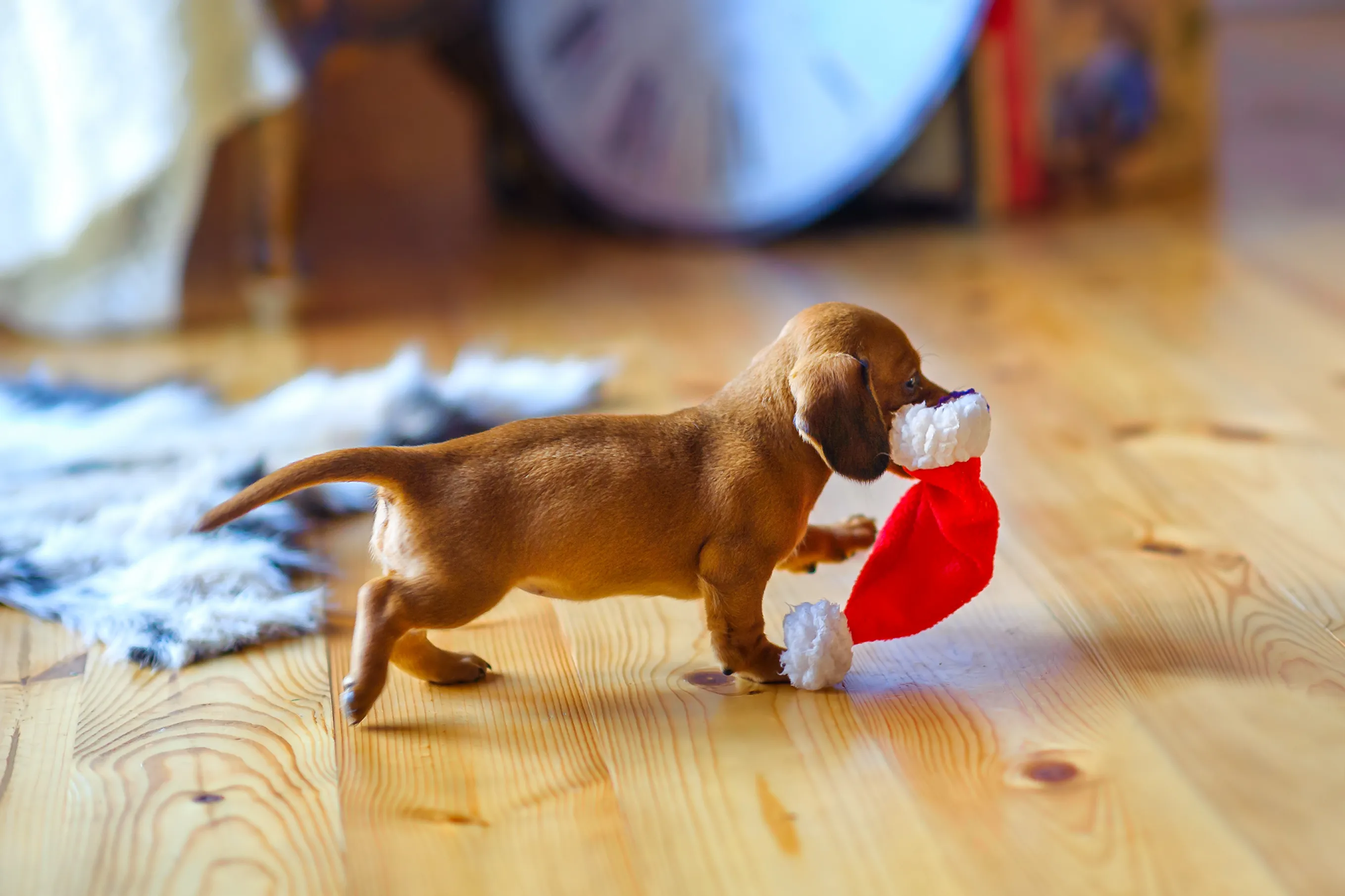 Süßer Welpe Weihnachten Welpe hat Weihnachtsmütze im Maul