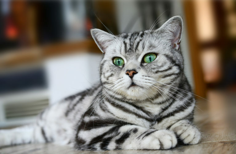 brit rövidszőrű macska, brit macska, brit cica, british shorthair