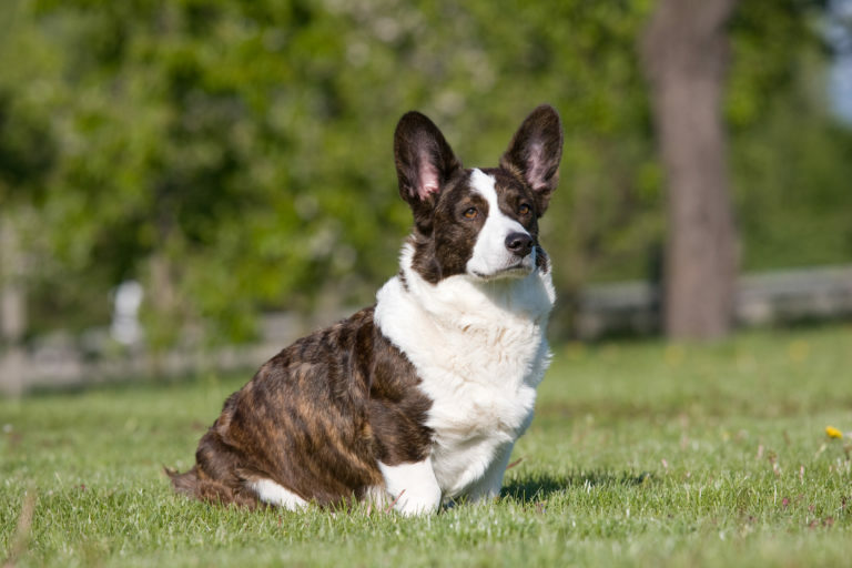 corgi, cardigan welsh corgi kutya