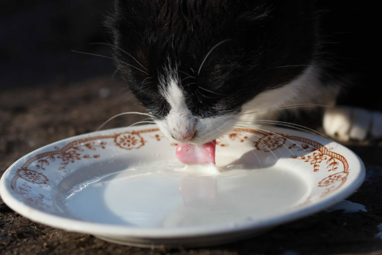 Ihatnak a macskák tejet, macskatej