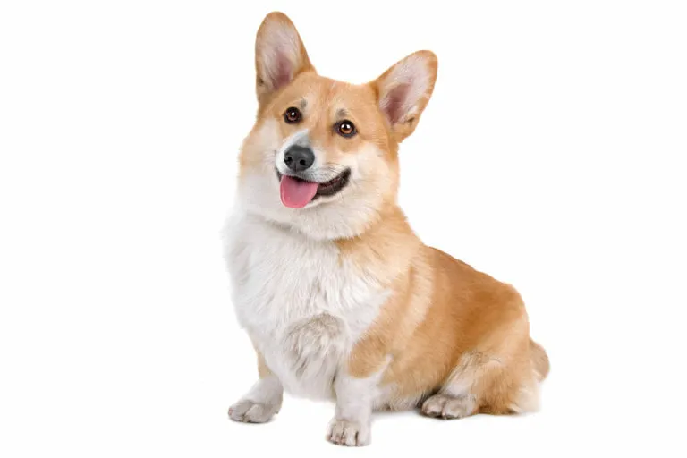 corgi kutya, pembroke welsh corgi