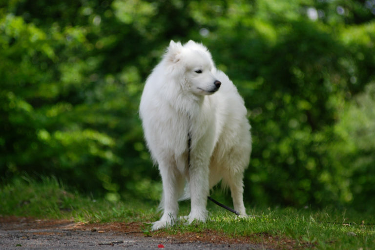 szamojéd kutya,, samoyed, szamojéd spicc, szamojéd ár, szamojéd spicc ár, szamojéd kutya ár