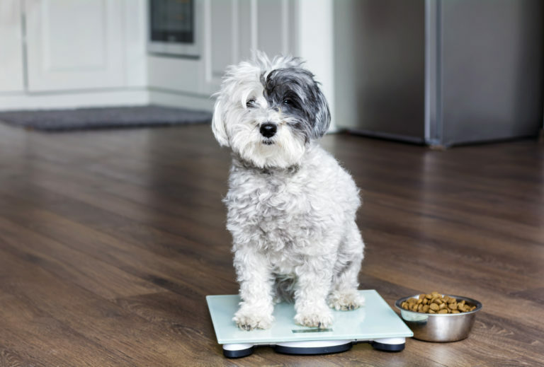kutya elhízás tünetei, kutya túlsúly, kutya diétáztatása, kutya fogyókúrás étrend