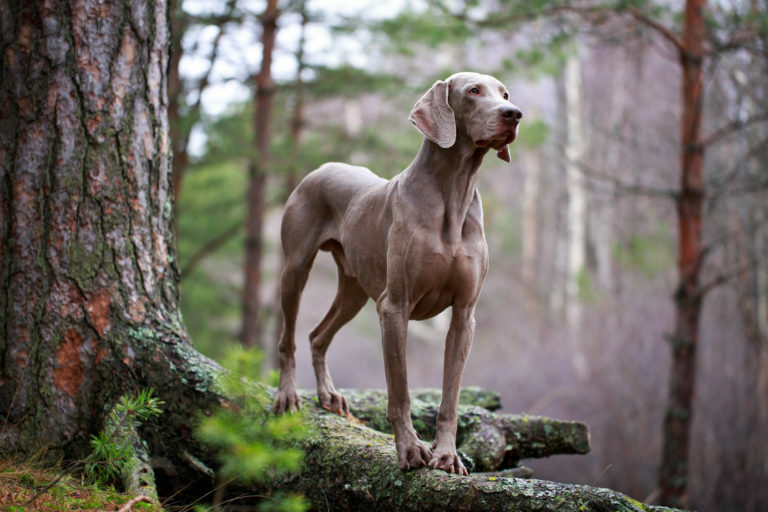 weimari vizsla