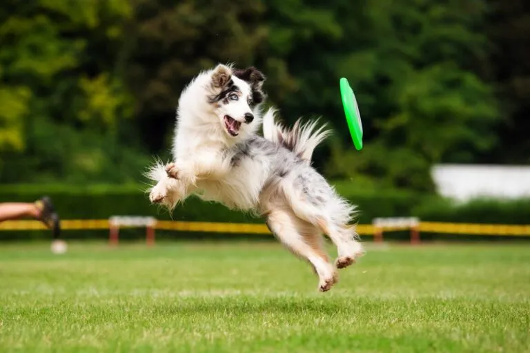 border collie kutya frizbit játszik border collie kutya frizbit játszik