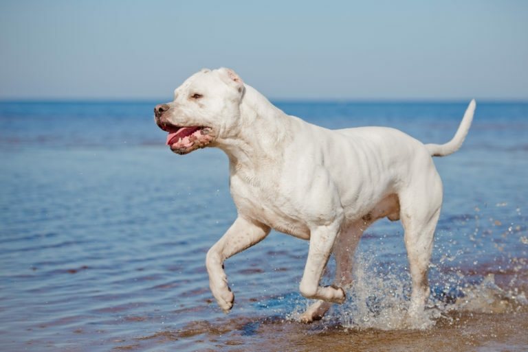 argentin dog, argentin dog kölyök, argentin dog ár