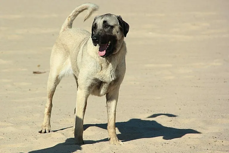 kangal kutya, kangal dog, török juhászkutya, török kangal
