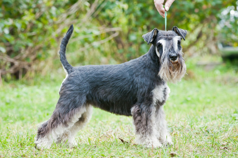 törpe schnauzer betegségei, jellemzői, tartása