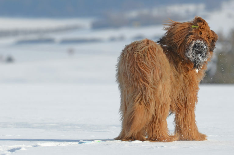 briard, brie i juászkutya. briárd kutya