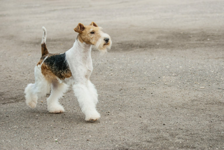 drótszőrű foxterrier, foxi kutya, drótszőrű foxi