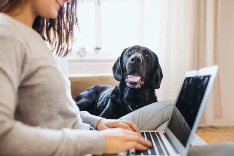 home office kutyával otthoni munka kutyával