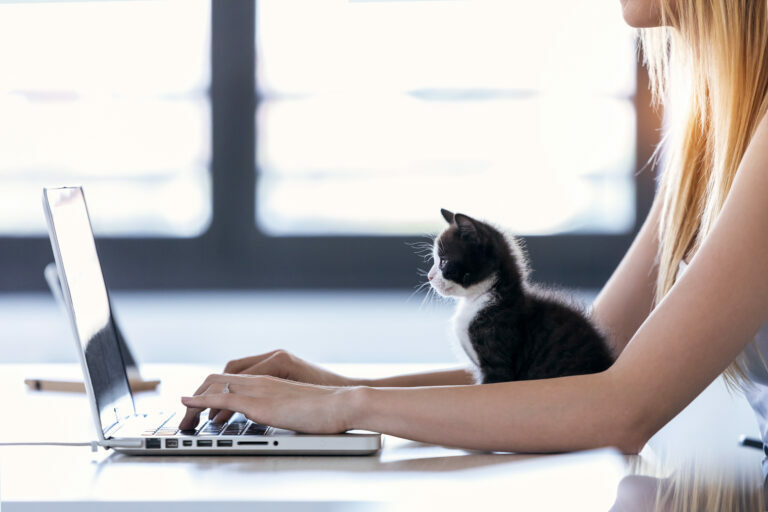 Home Office Macskával - Tippek és Tanácsok | Zooplus Macska Magazin