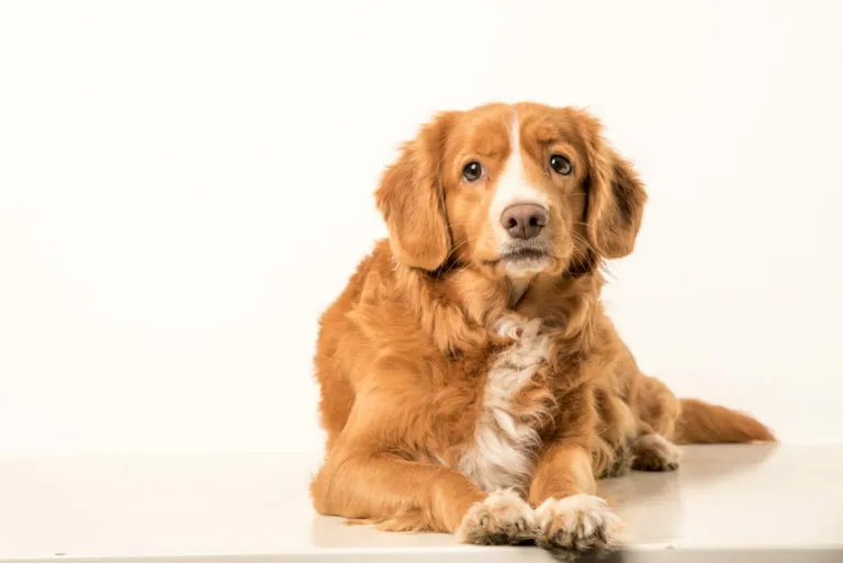 vadkacsavadász retriever