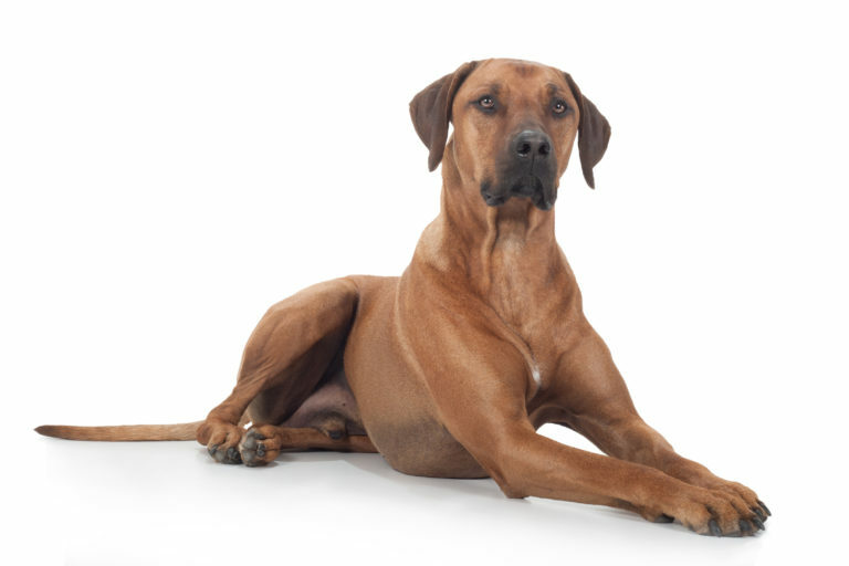 rhodesian ridgeback, afrikai oroszlánkutya