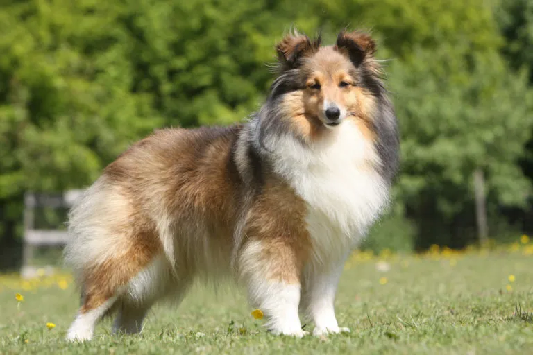 shetlandi juhászkutya, sheltie, törpe skót juhász