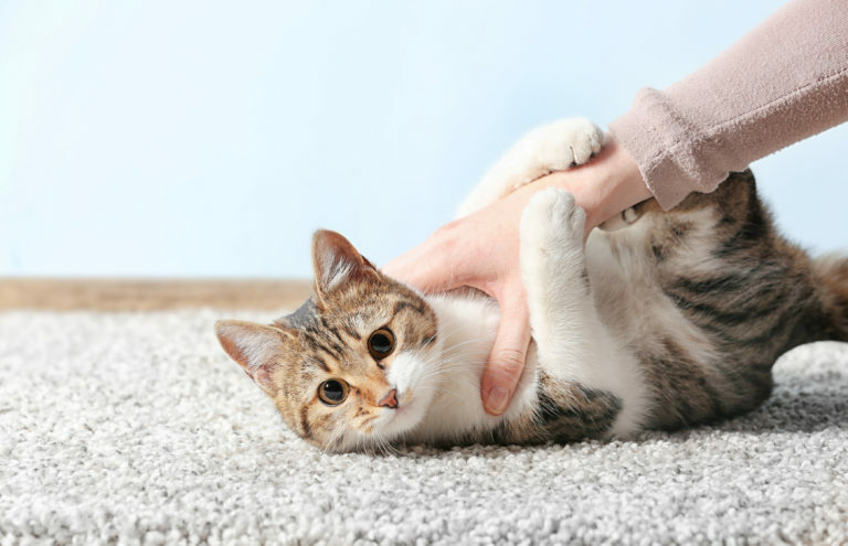 A házi macskák egyes betegségei az emberre is veszélyesek | SONLINE