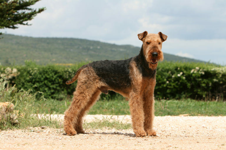 airedale terrier