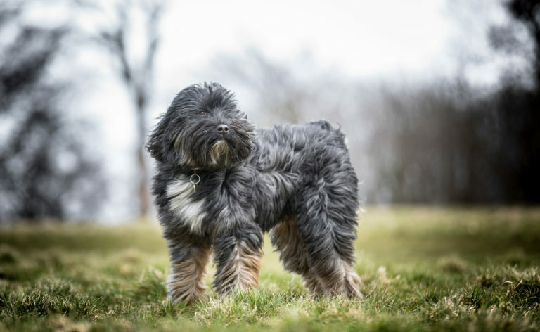 tibeti terrier, tibeti terrier vérmérséklet