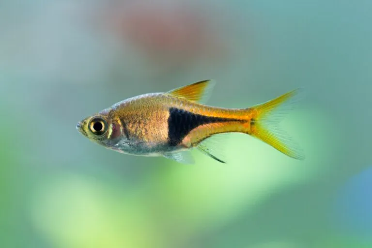 Narancssárga színű Jewel-spotted razorbora az akváriumban