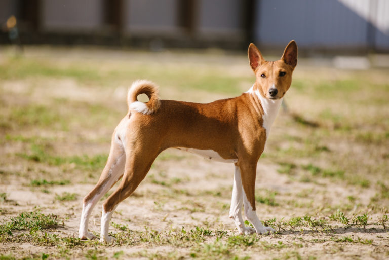 basenji kutya