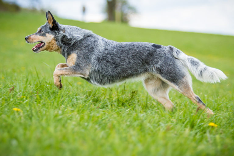 ausztrál pásztorkutya, australian cattle dog