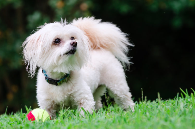 maltipoo kutya