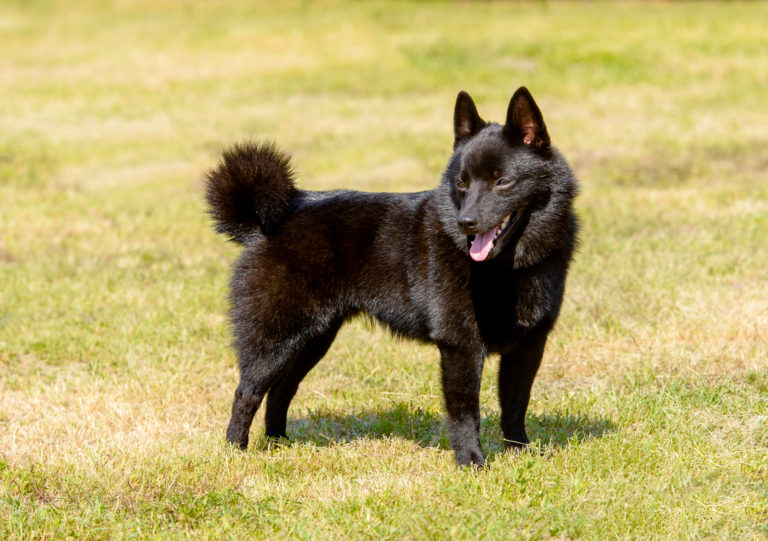 schipperke kutya