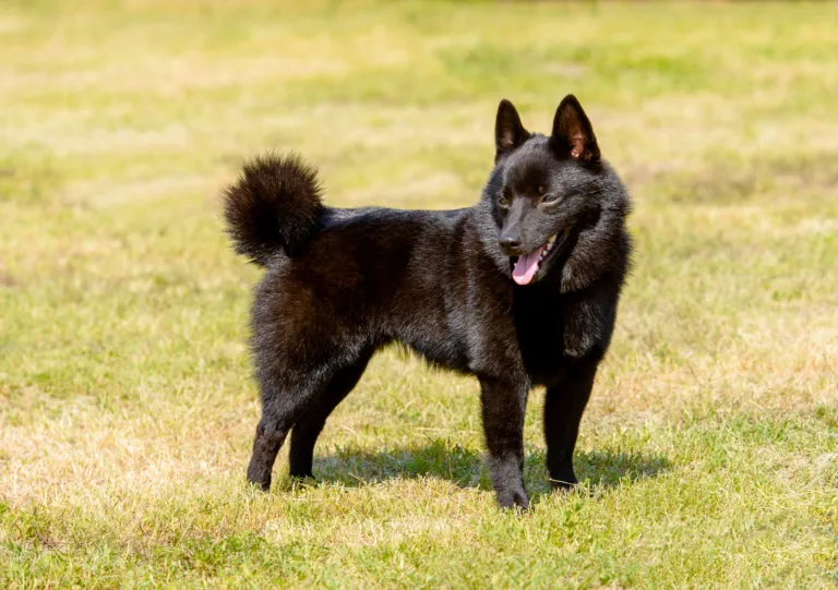 schipperke kutya