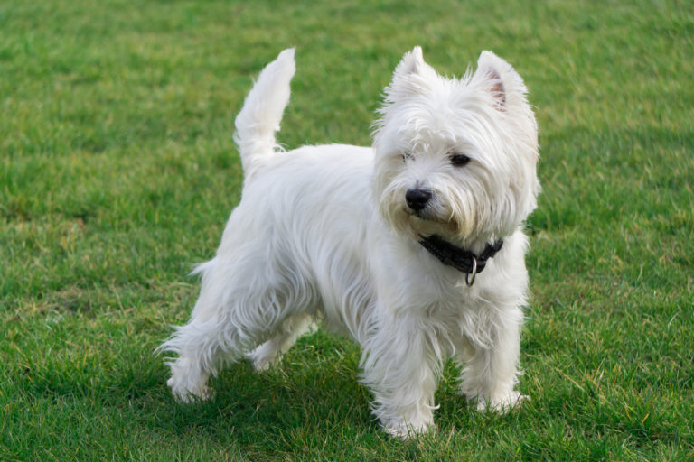 west highland white terrier, westie kutya, veszti kutya