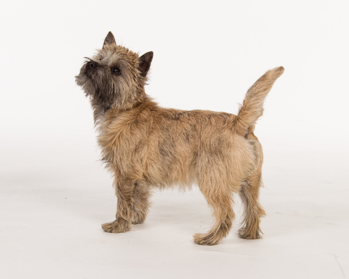 Cairn terrier, kern terrier