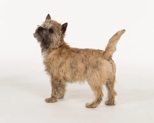 Cairn terrier, kern terrier