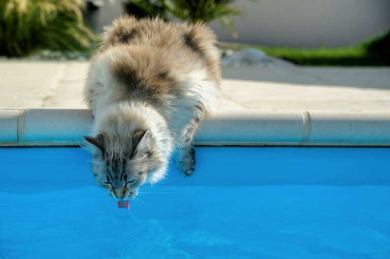 Eine Katze trinkt aus einem Pool.