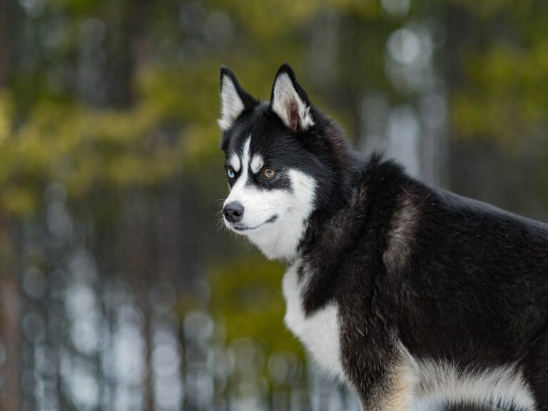 pomsky, pomsky kutya