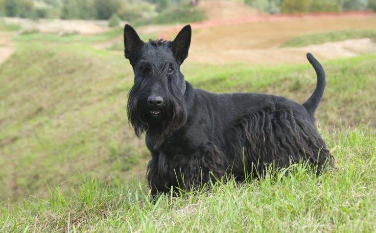 skót terrier, skot terrier