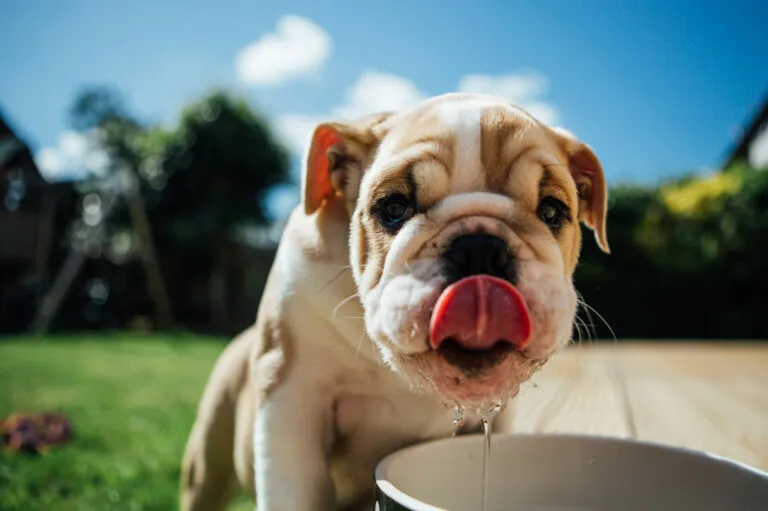 fotolia_120880838 Hőguta kutyáknál