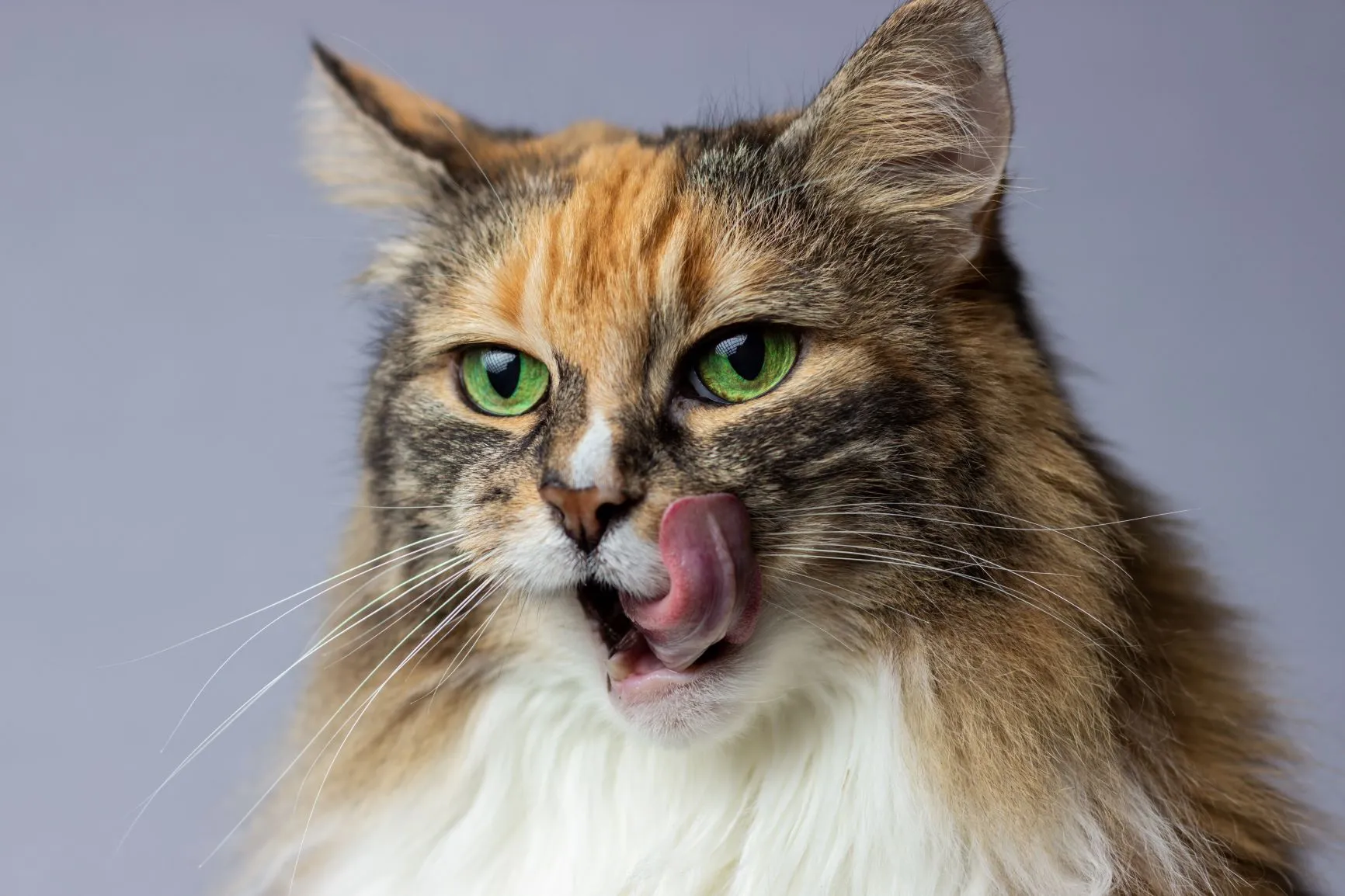 Katze leckt sich übers Maul Katzenkekse backen