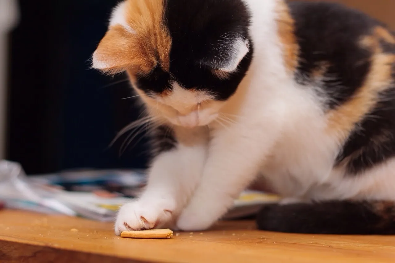Katze-Keks Katze begutachtet Keks.