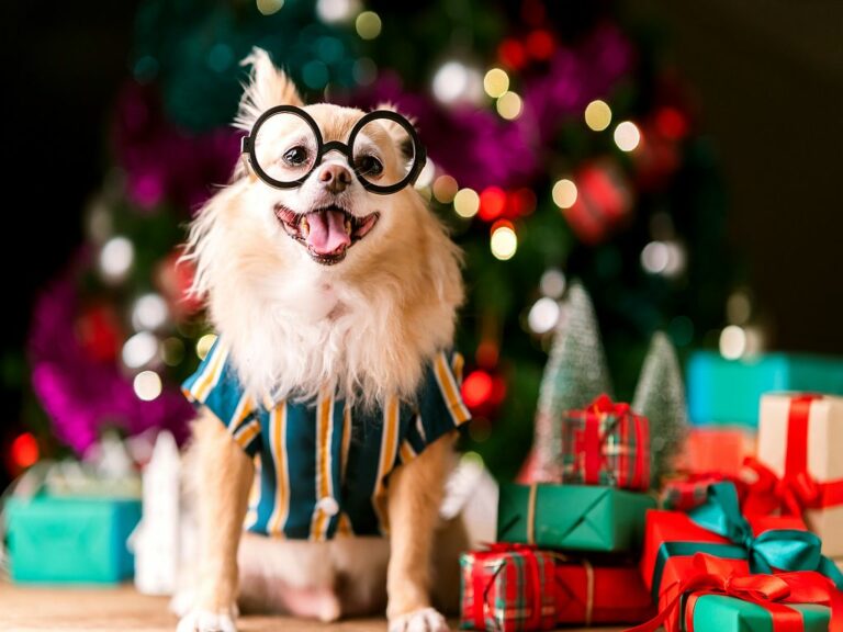 Weihnachtsgeschenke-für-Hunde-1 karácsonyi ajándék kutyáknak