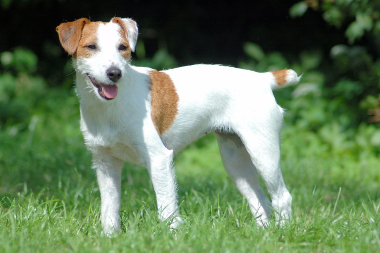 Parson Jack Russell Terrier