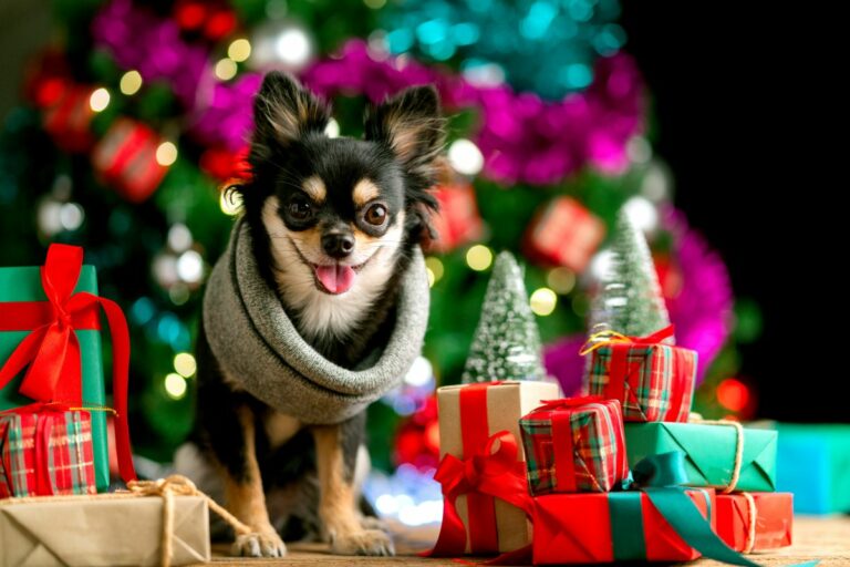 karácsonyi ajándék kutyáknak