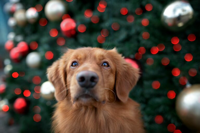 adventi naptár kutyáknak házilag